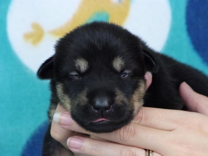 chinook puppy